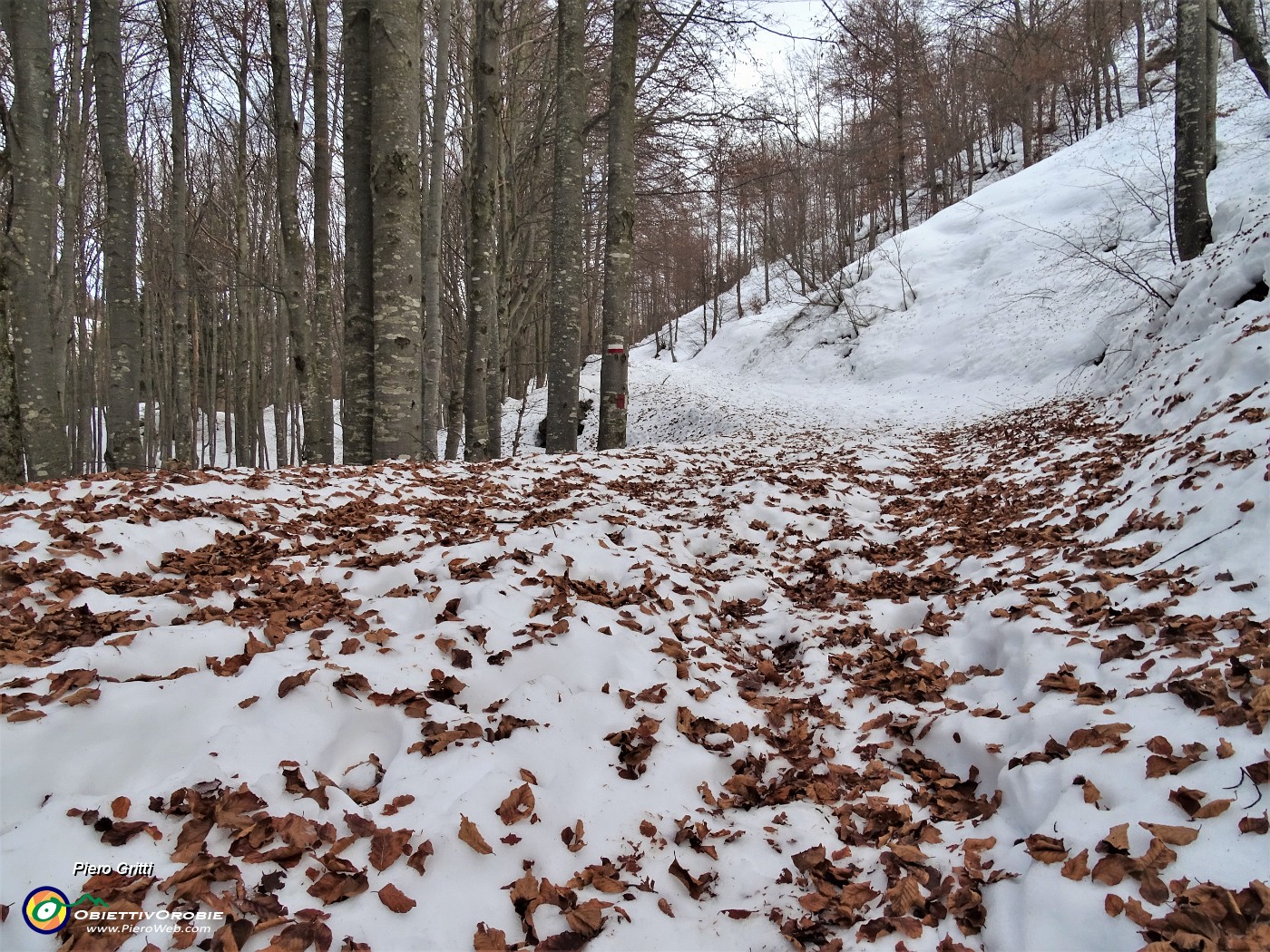 34  Su stradetta ammantata di neve e ...di foglie nella bella faggeta.JPG